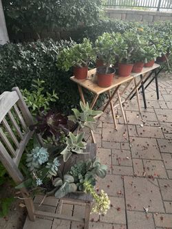 Over 50 plants moving out sale! Everything must go! ‼️🌱🪻🌵🪴