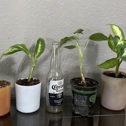 House Plants