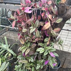 Planta
