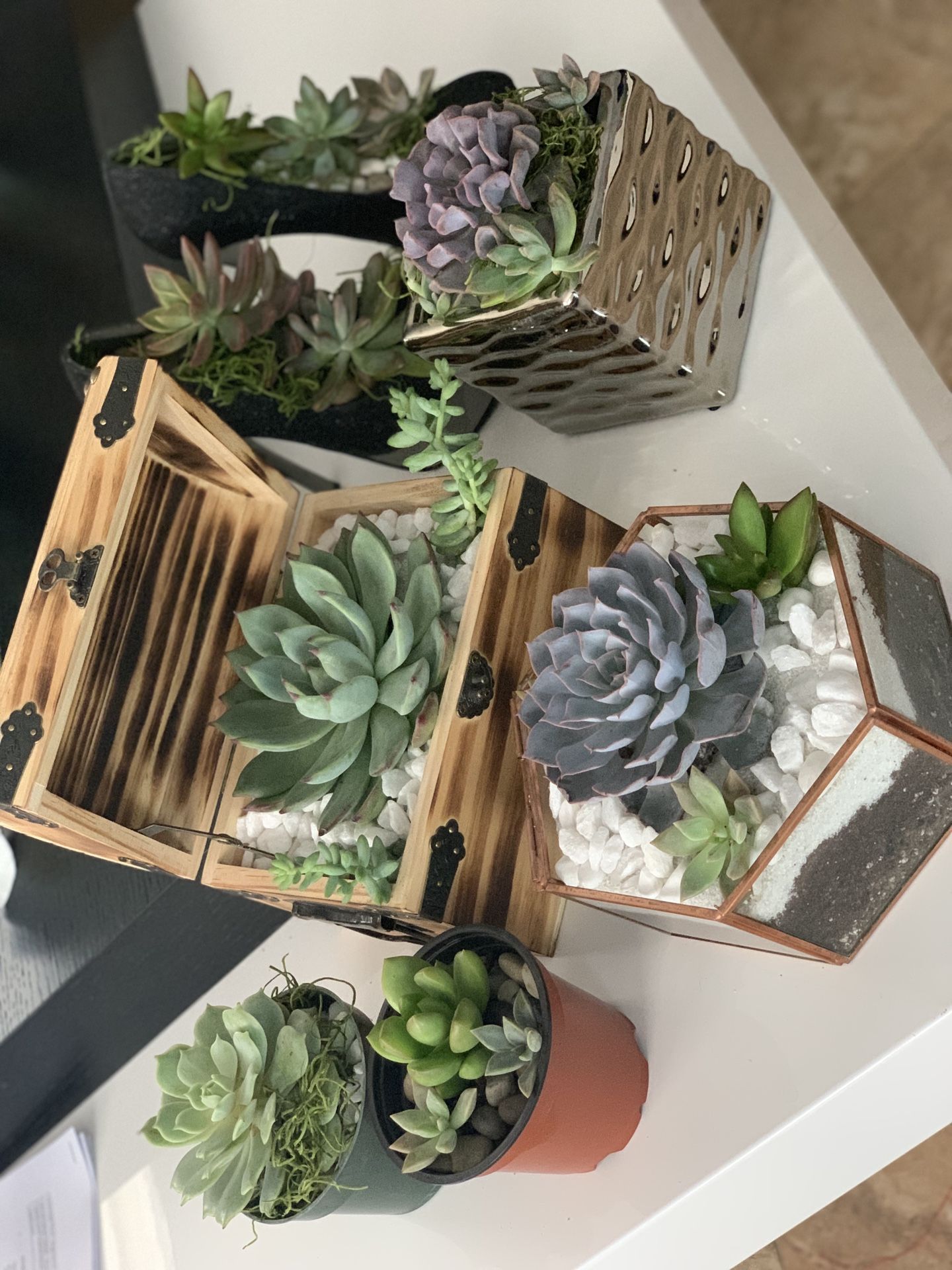 Succulents Custom Set (plants/cactus/cacti)