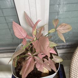 Pink Syngonium Plant