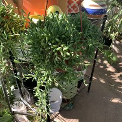 String Of Bananas Plant