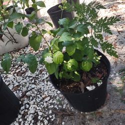 Jasmine Flower Plant Very Nice Smell