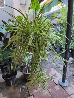 Large Variegated Spider Plant in Hanging BasketSpider plant.