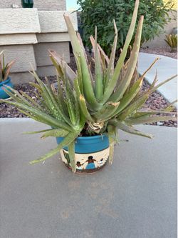 Large Aloe Vera Plant in Southwest Ceramic Pot