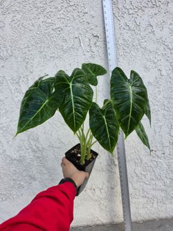 Alocasia Frydek Plant