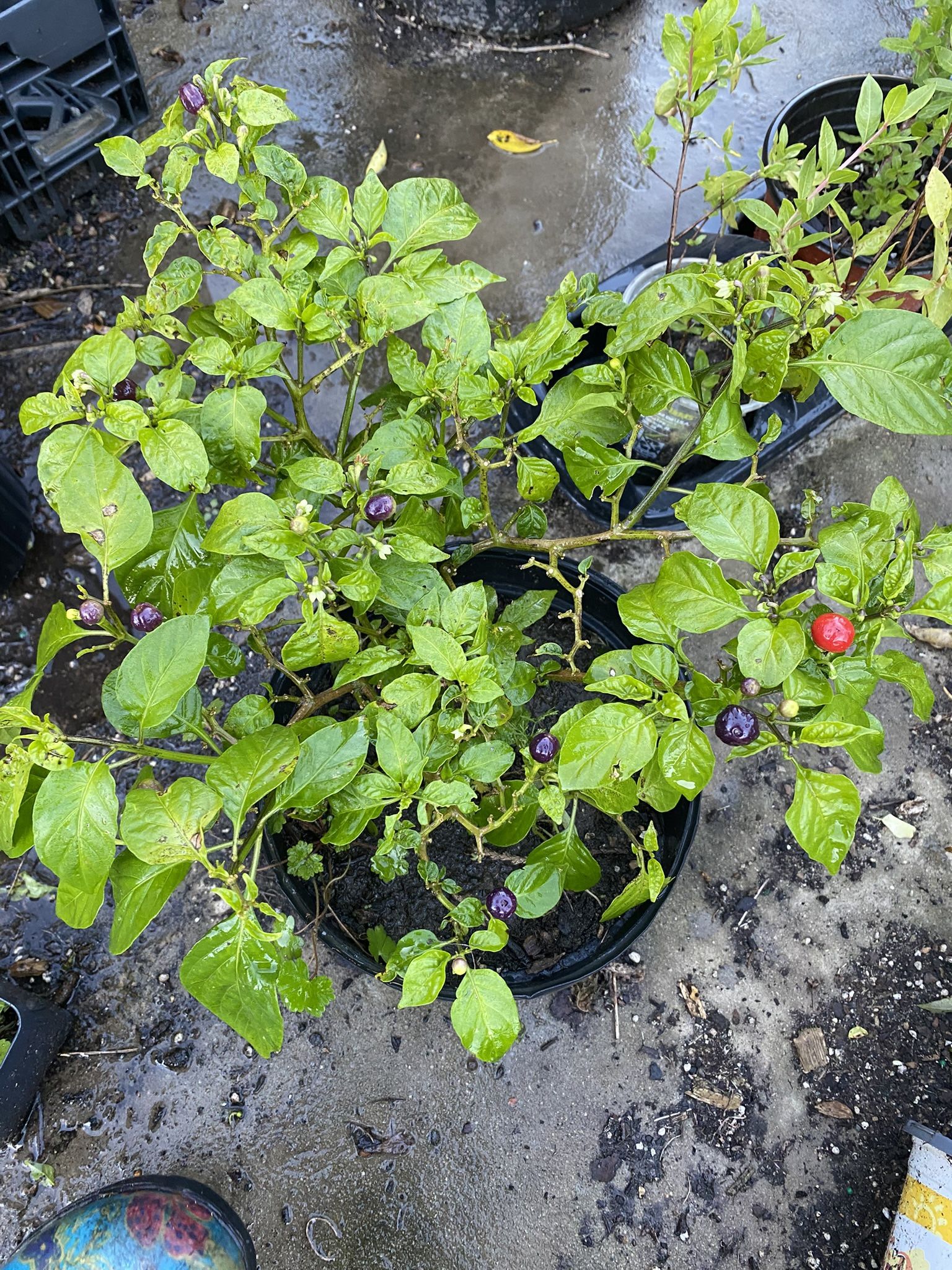 Potted Pepper Plants-Wiri Wiri & Vietnamese Black Pepper Plants