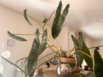 Large PHILODENDRON BILLIETAE