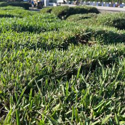 Fresh St Augustine Sod For Sale!!