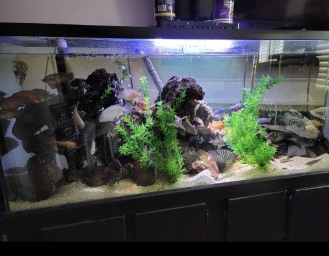 Aquarium 55 Gallons