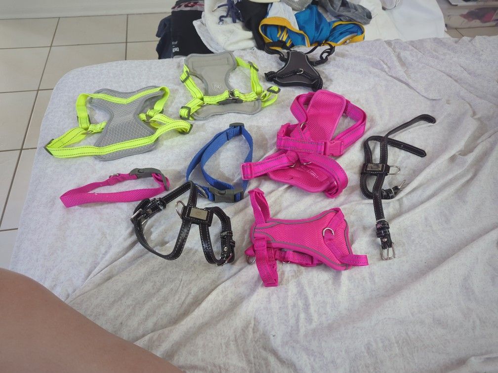 Accesorios Para Perritos Diferentes Tamaños ,Rosado ,Gris ,Azul Y Negro