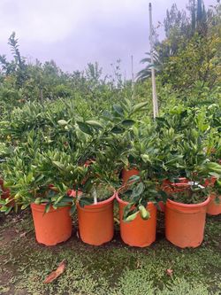 5 Gallon Size- Fruiting Age- Orange Trees - Lemon Trees- Tangerine Trees- Grapefruit Trees