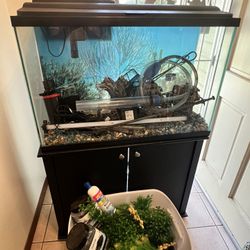 Fish Aquarium 