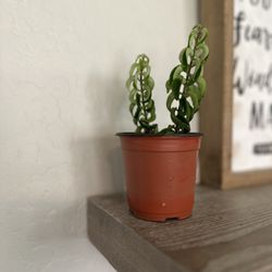 Curly Lipstick Plant 