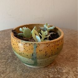 Succulent