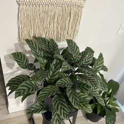 Calathea Freddie plant