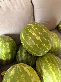 Fresh watermelons