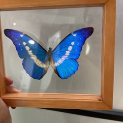 Mesmerizing Blue Butterfly In Frame