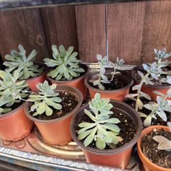 Succulents :)