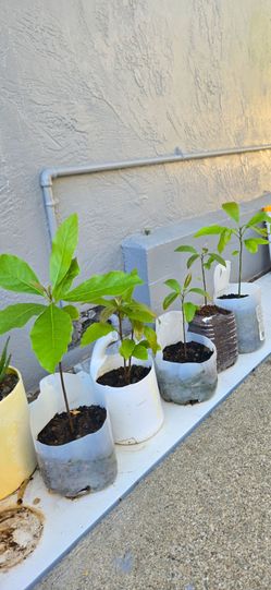 HASS Avocado Seedling Plants. $5/ea Pot.