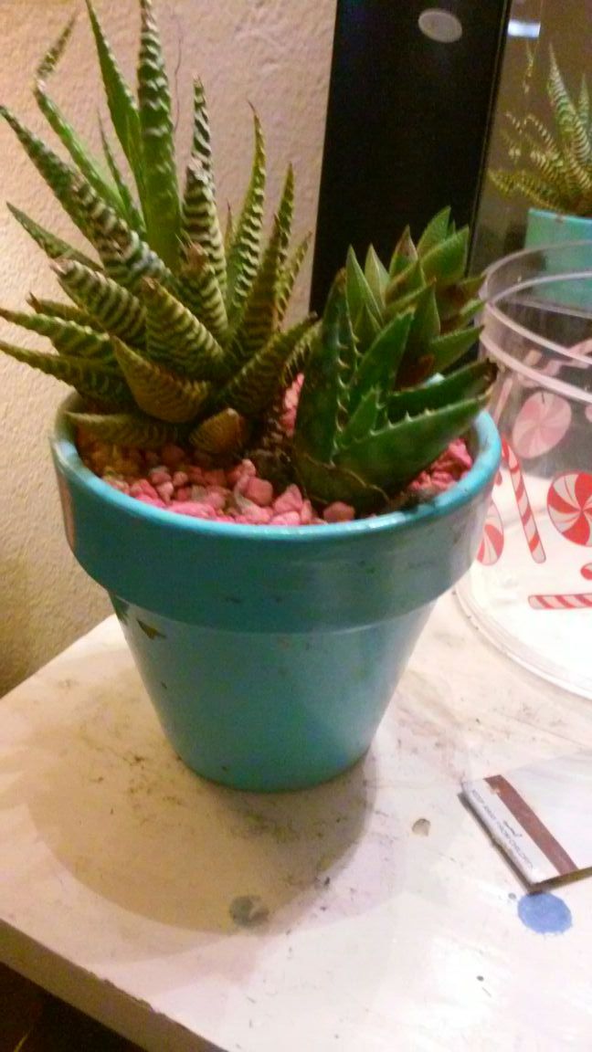 Cute succulent arrangement