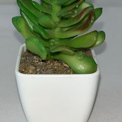 Beauty plant plastic