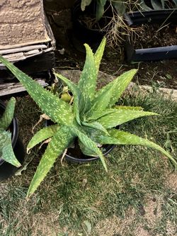 Healthy Aloe Vera plants