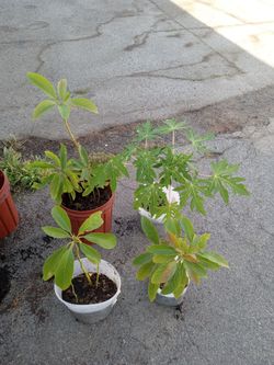 Plants for sale