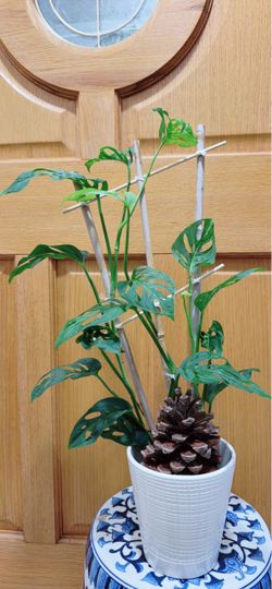 Swiss Cheese Monstera Adansonii