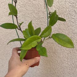 Beautiful Hoya Carnosa Plant 