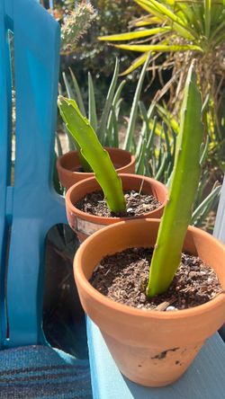 Dragonfruit Cactus