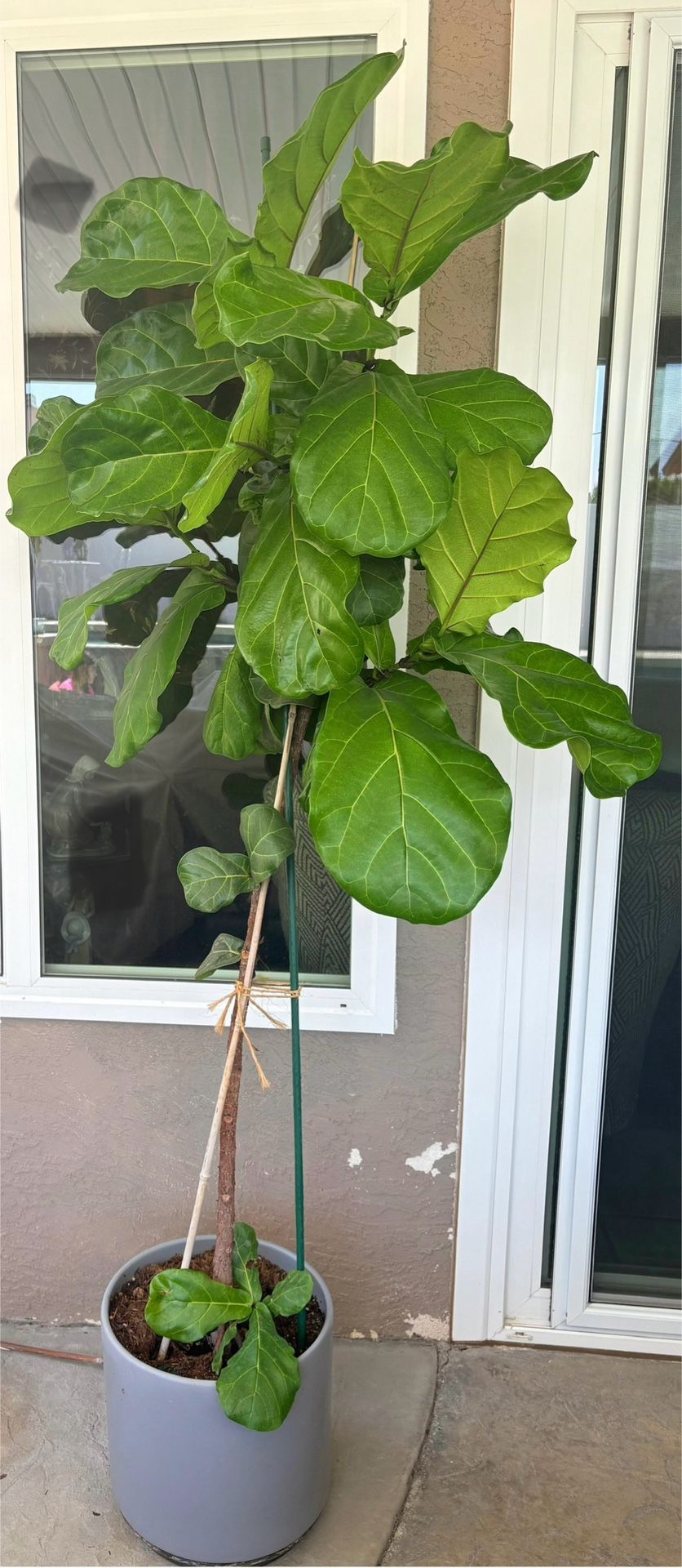 Fiddle Leaf Fig Tree in a Ceramic Pot 