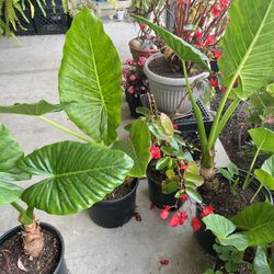 hoja de elefante planta 