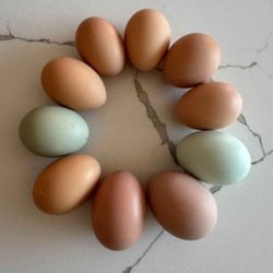 Farm Fresh Chicken Eggs