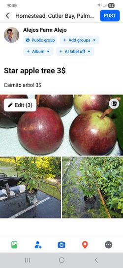 Star Apple
