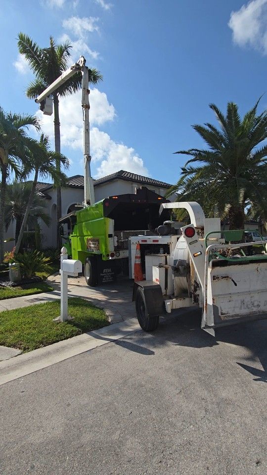 Tree And Palms Cleaned