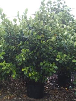 SALE! HUGE CLUSIA PLANT IN 25 GALLONS FOR ONLY $95 OPEN TODAY