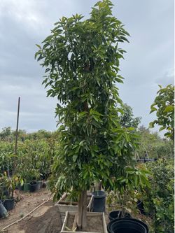avocado huge