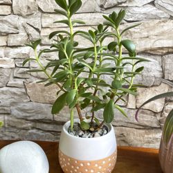 🎁Cute Succulent House Plant In Textured 3"H Ceramic Pot.