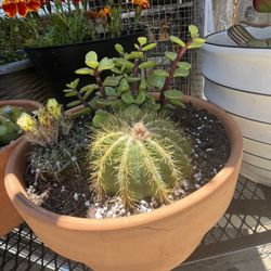 Plantas