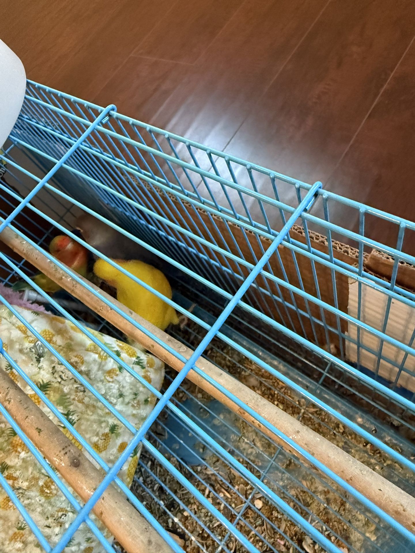 Bird Cage