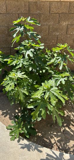 Free Fig  Tree Branches 