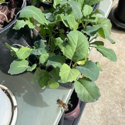 Perennial Vegetables