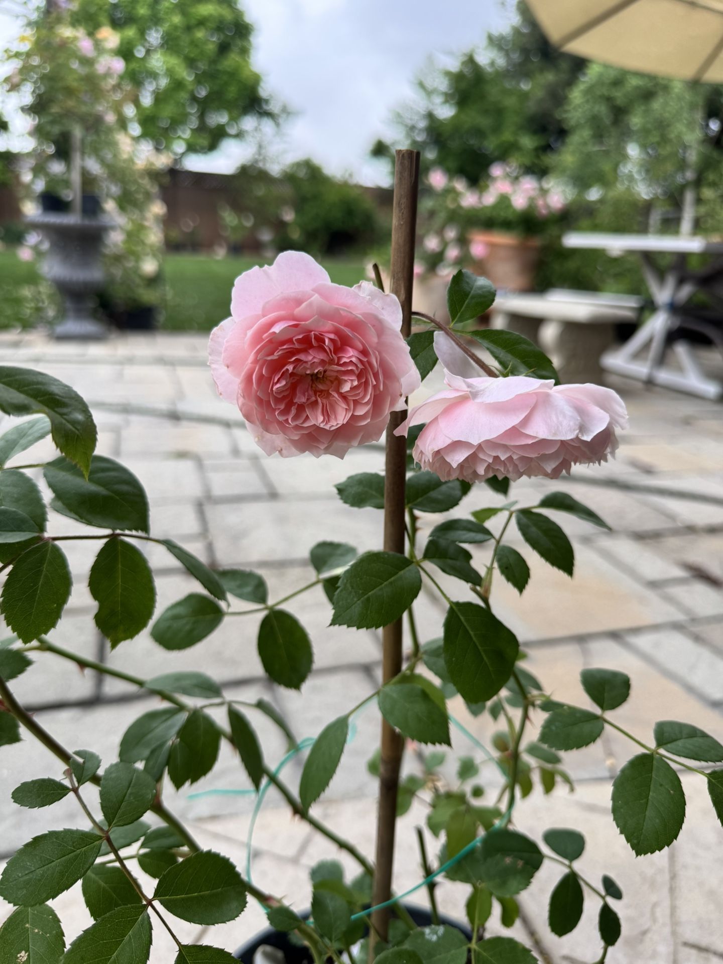 Rose Shrub Wesley 2008