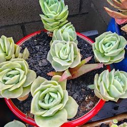 Succulents Plants Lovely Rose $7ea Pick Up In Upland 