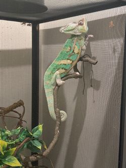 pied veiled chameleon (1 yesr old male)