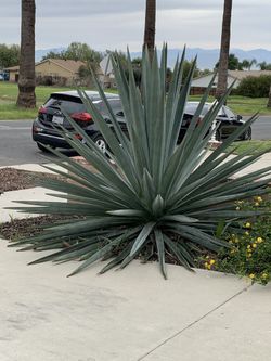 Blue American Agave