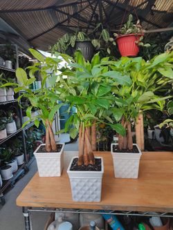Money Tree
