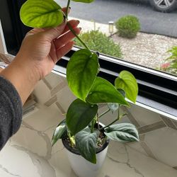 Jade Satin Scindapsus In Semi-hydro 