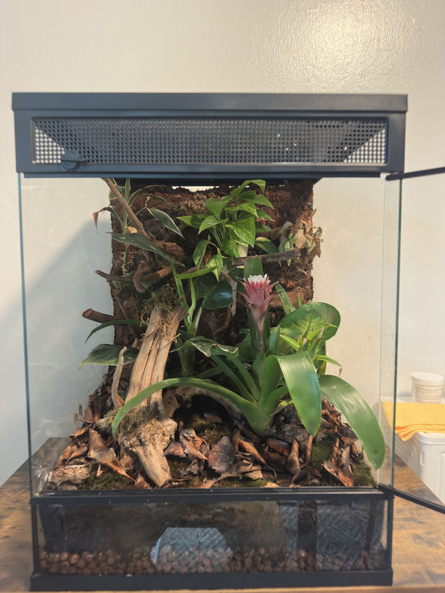 Bioactive Terrarium 